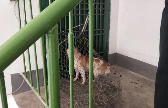 狗在小区“横行霸道” 34种犬种在重点限养区内禁止个人饲养