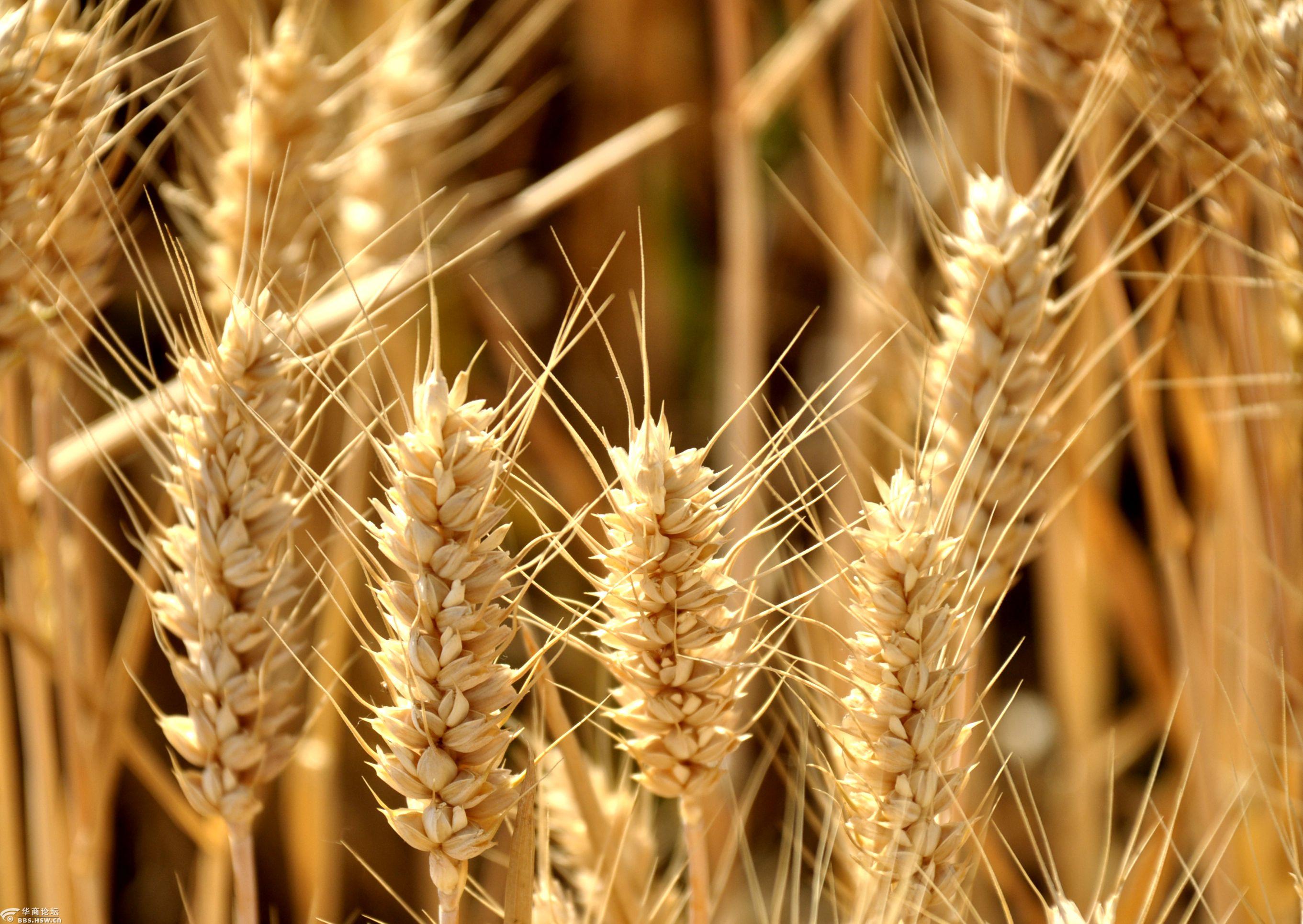 我心永恒麦儿黄蓝莓园赏维c王