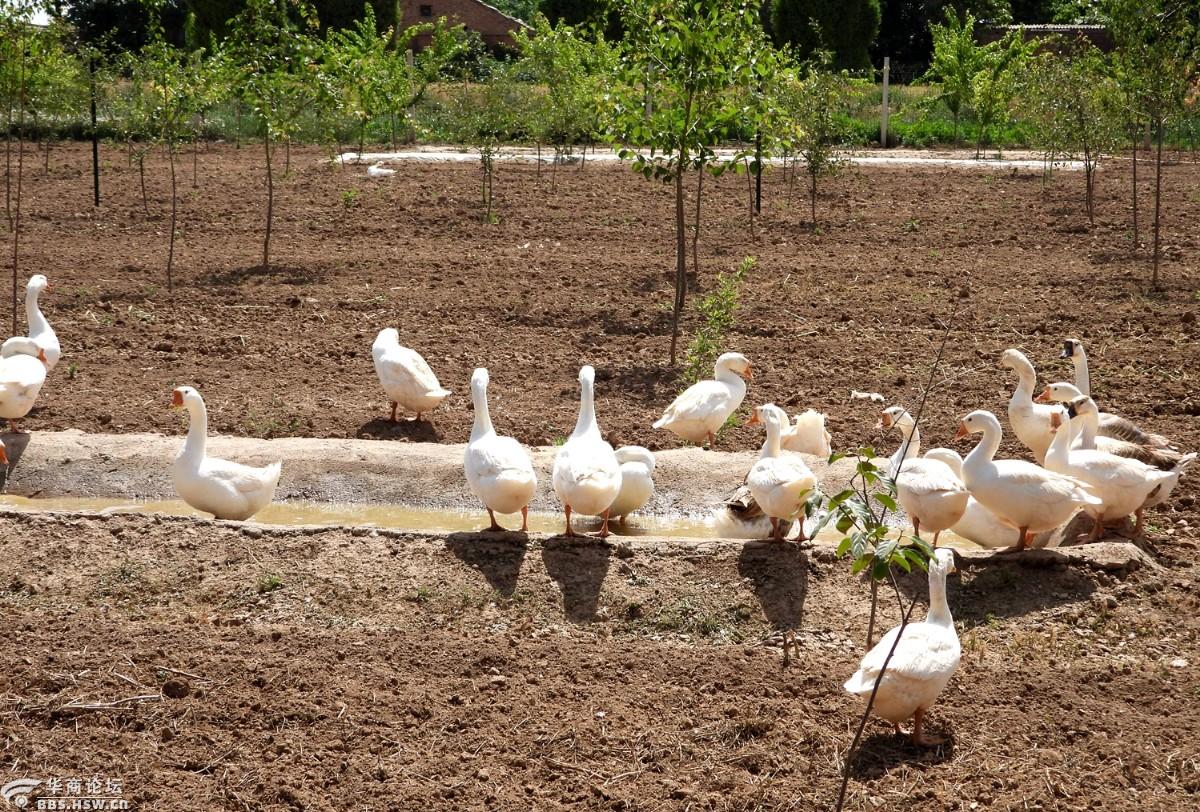 实拍农村家庭养鹅