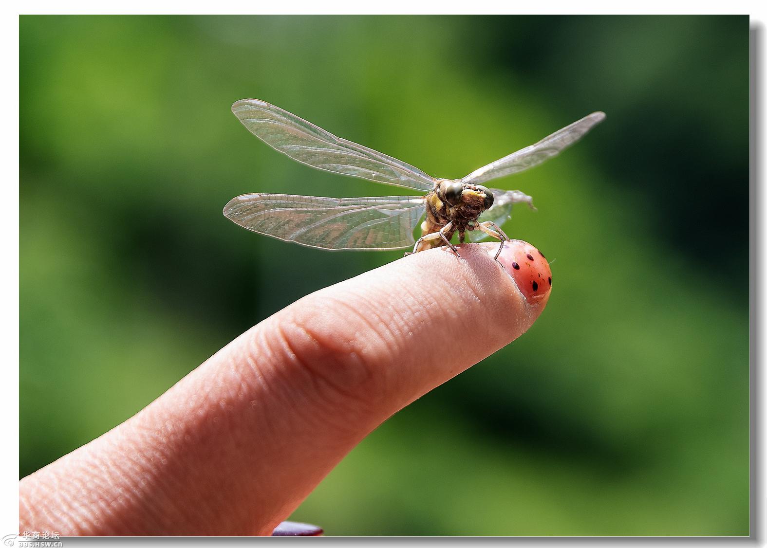 水虿出壳化蜻蜓