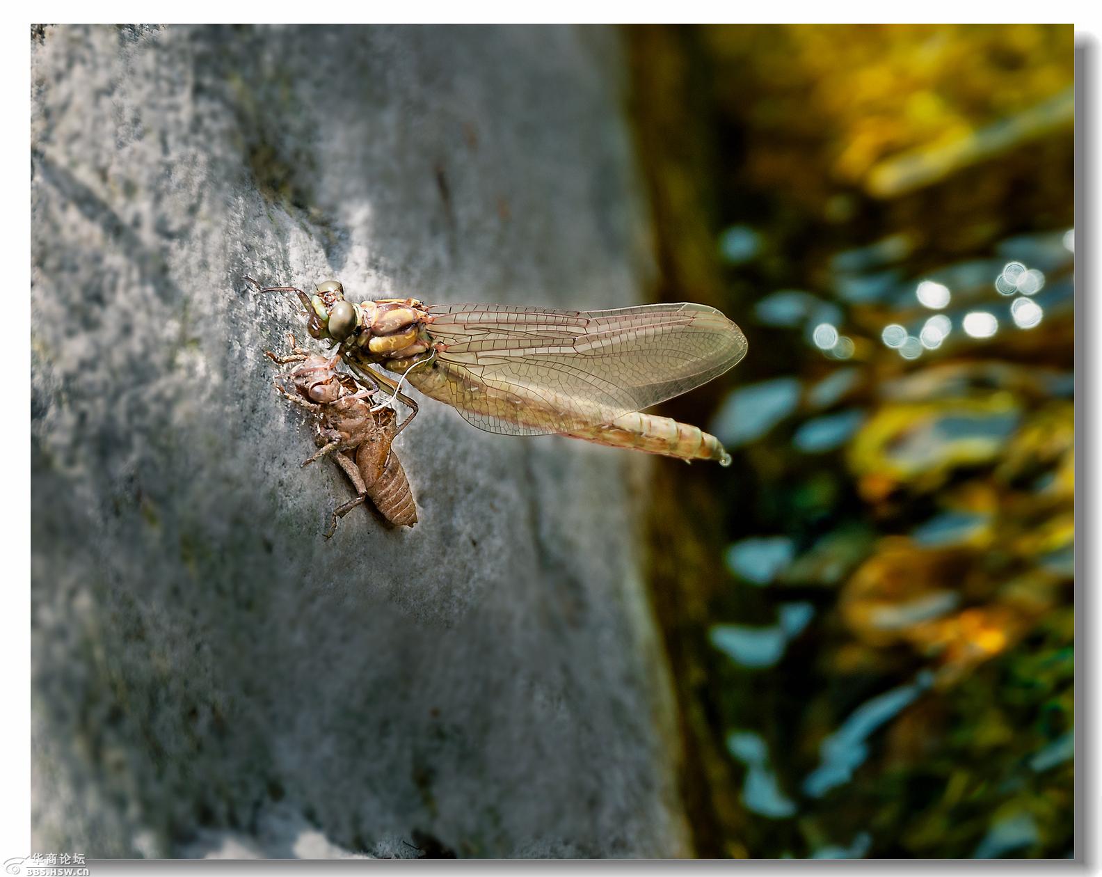 蜻蜓小时候叫水虿图片
