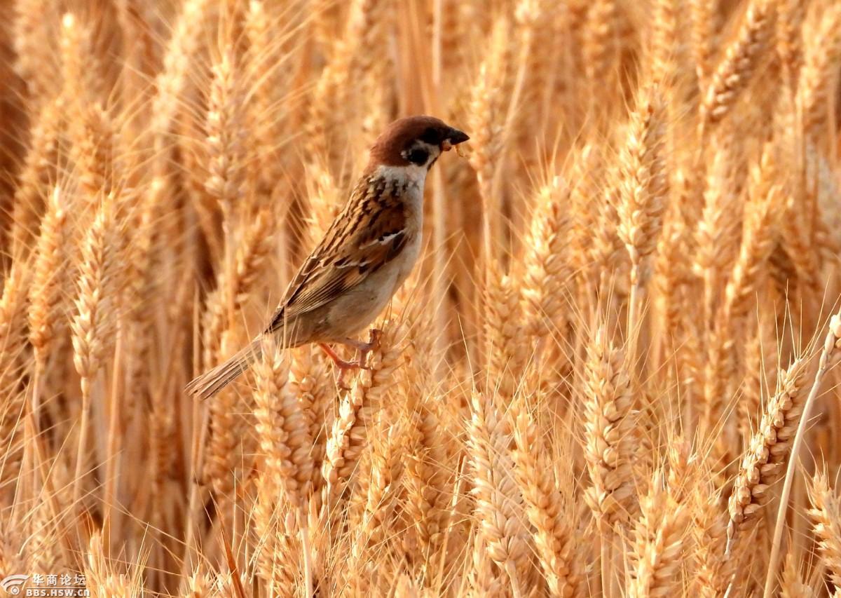 麦穗上的麻雀!