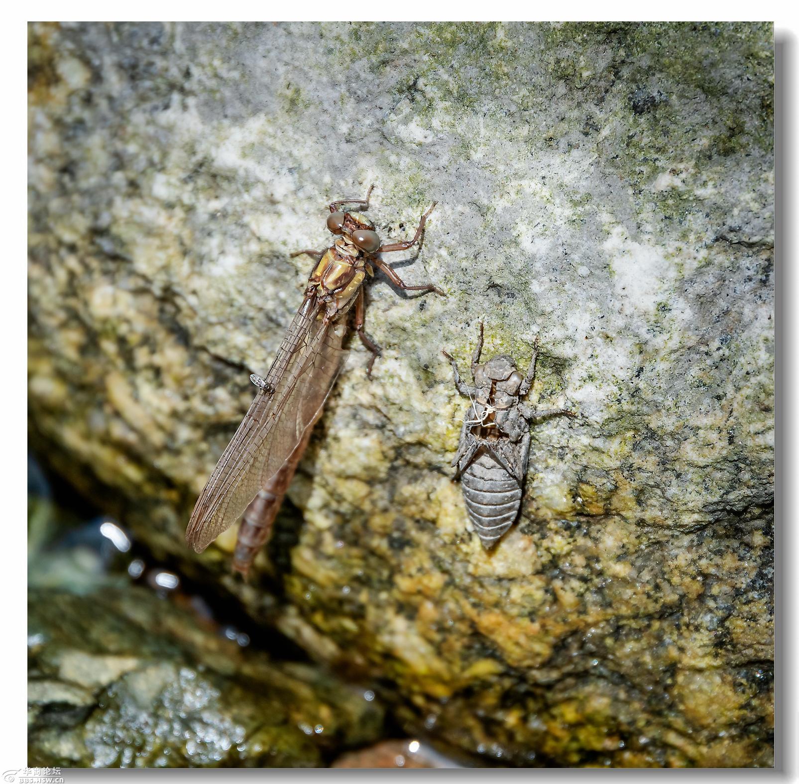 水虿出壳化蜻蜓