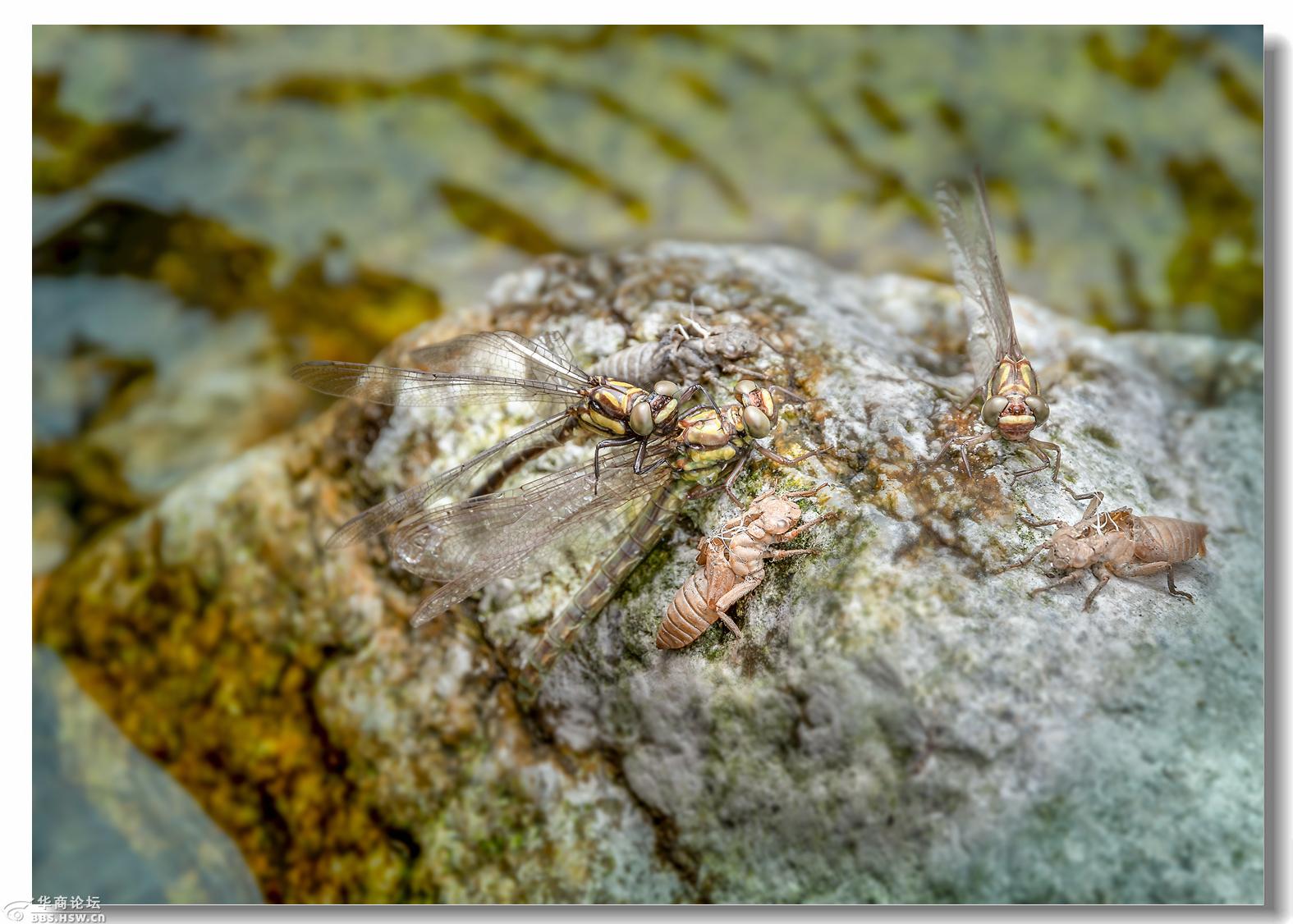 水虿出壳化蜻蜓