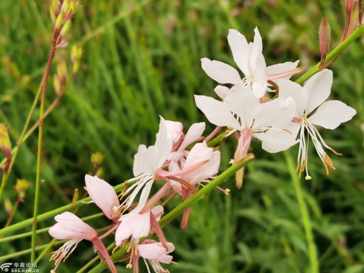 仙女般的玉蝶花