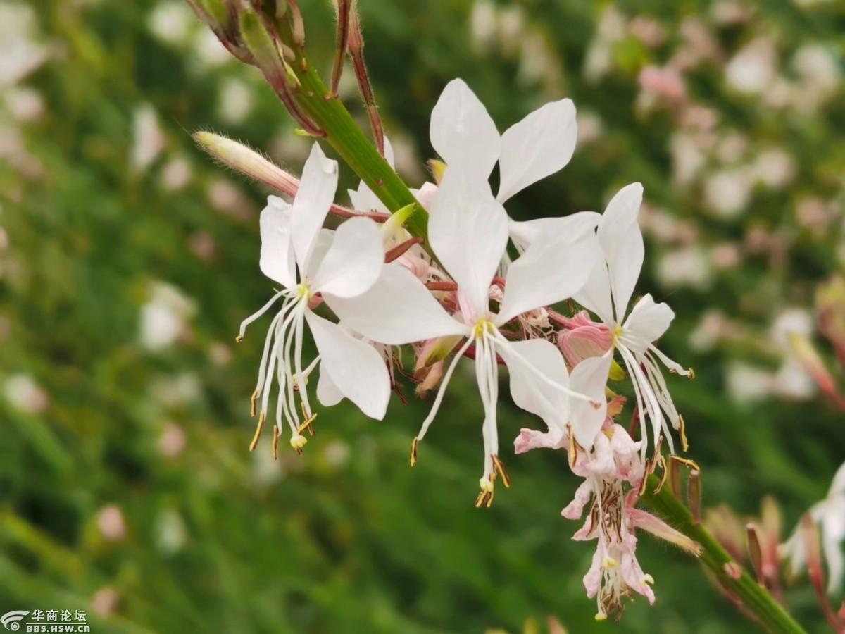 仙女般的玉蝶花