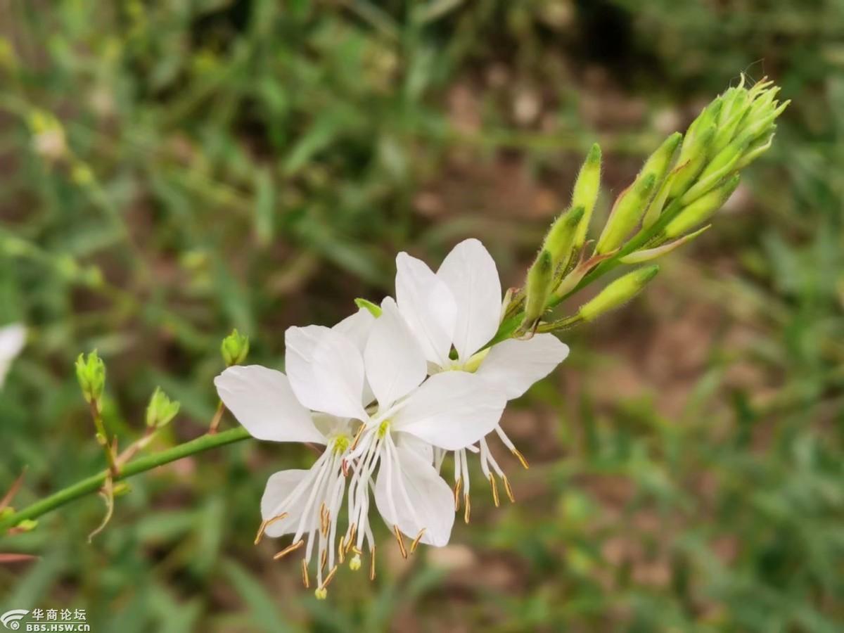 仙女般的玉蝶花