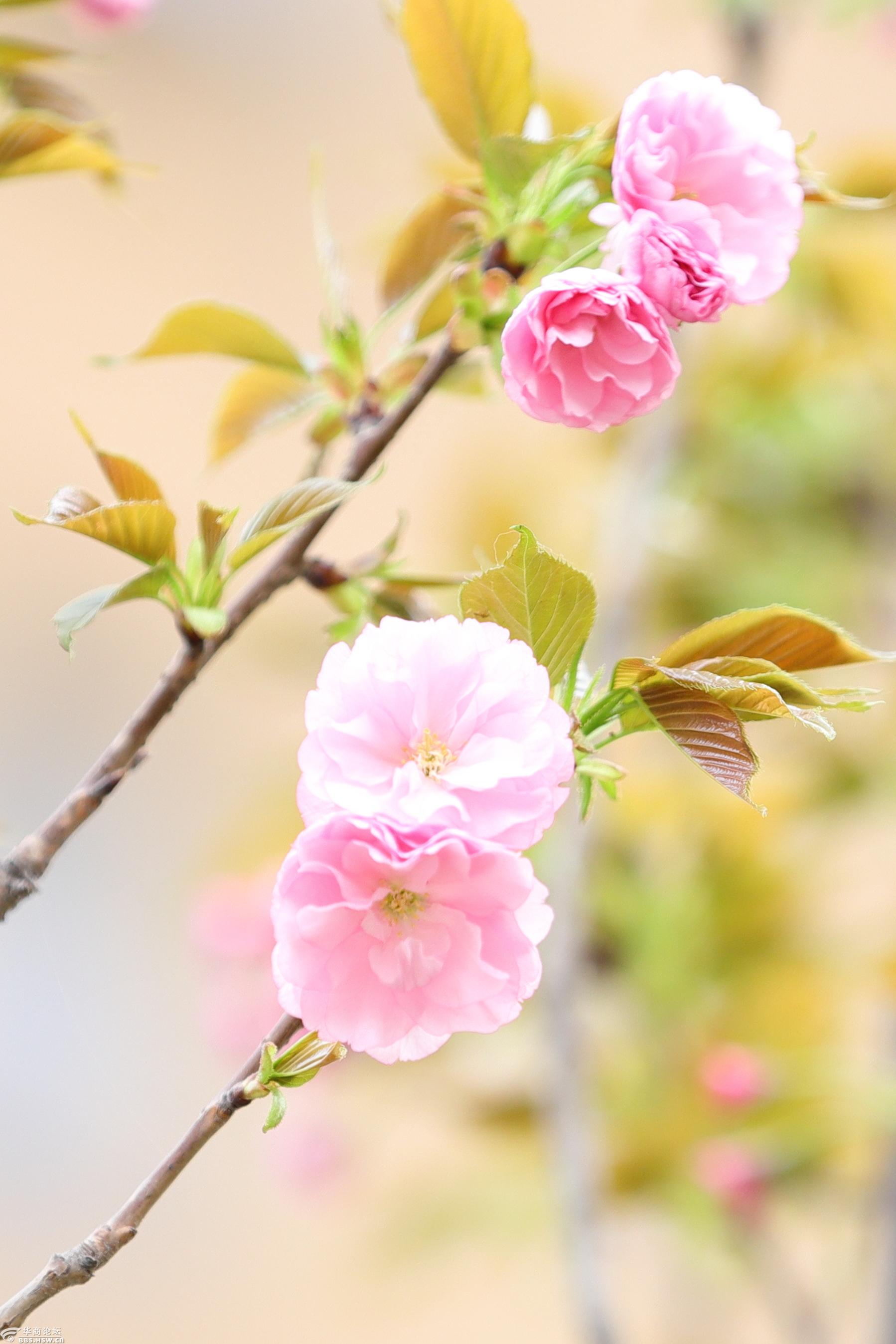 初春小区里的樱花