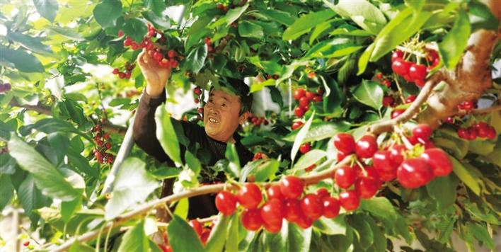 在澄城县庄里镇永内村,果农正在采摘樱桃.