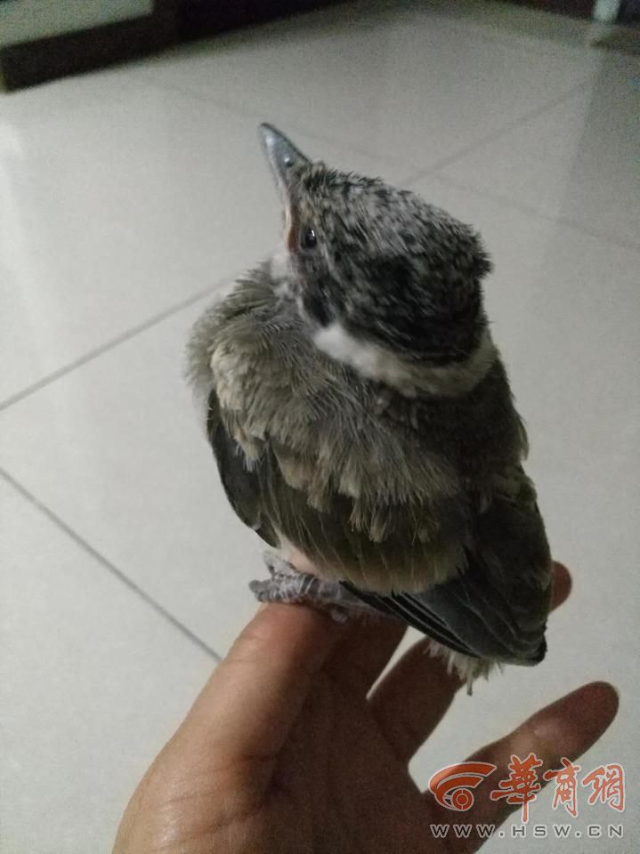 张师傅家住西安市八府庄彩云郡小区.