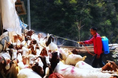 华商头条|平利：菠萝溪里的养羊人