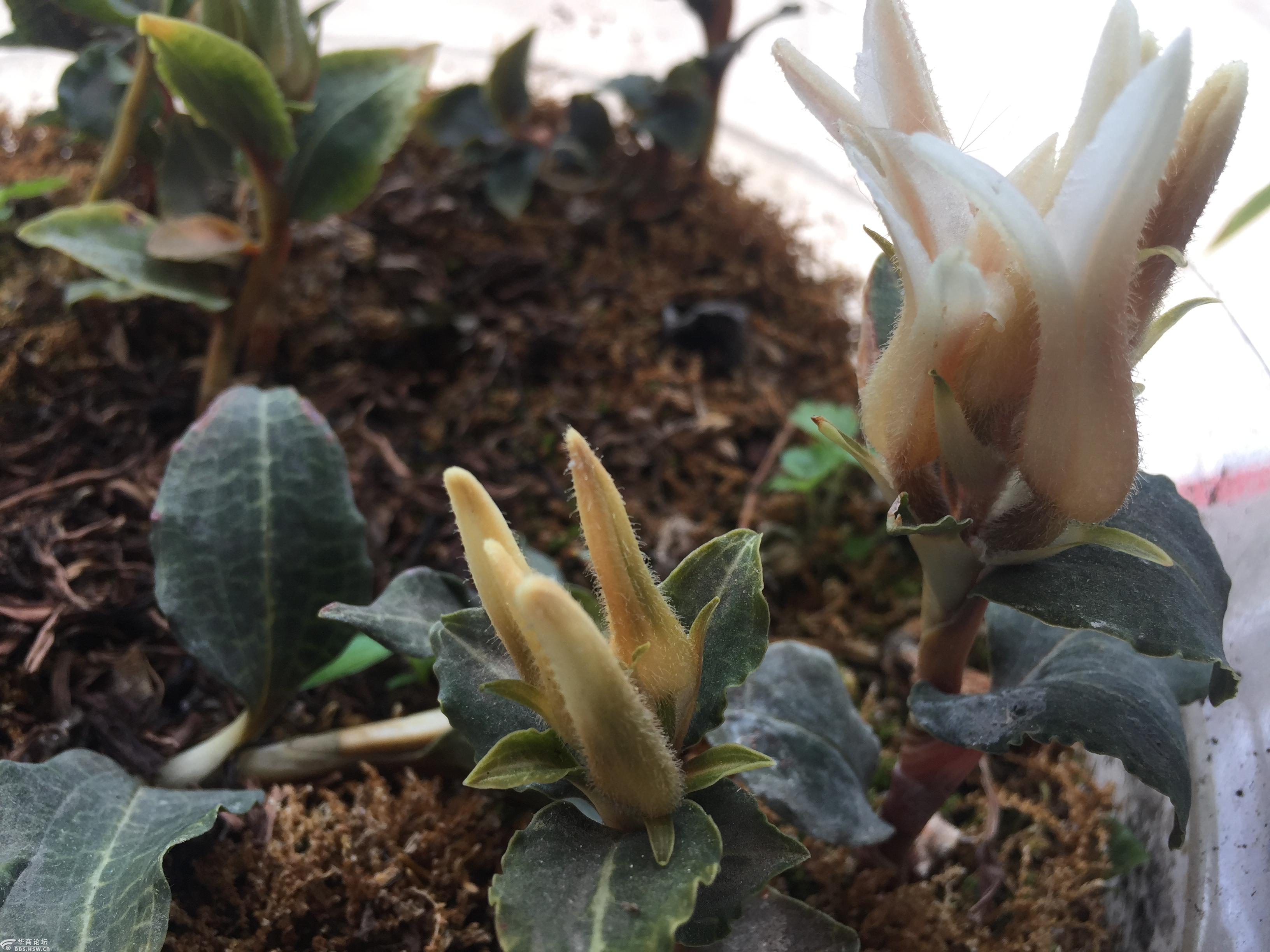 秦岭太白山大花斑叶兰