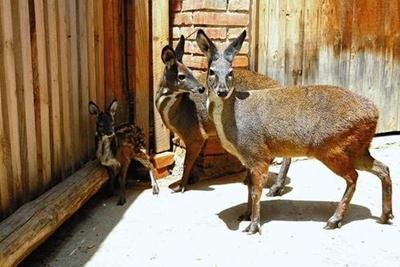 凤县:林麝散发"致富香"