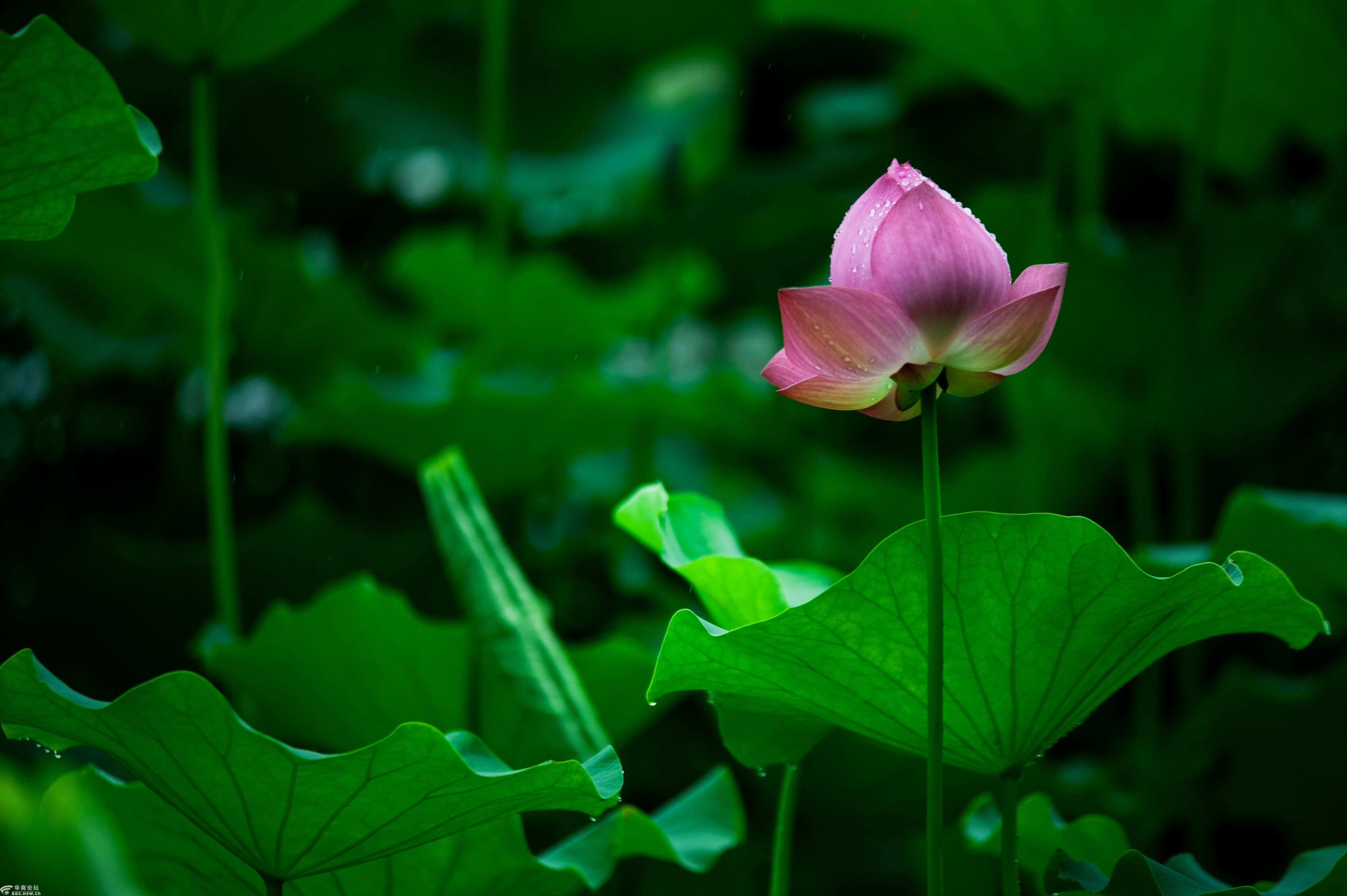 雨中丰庆公园荷花