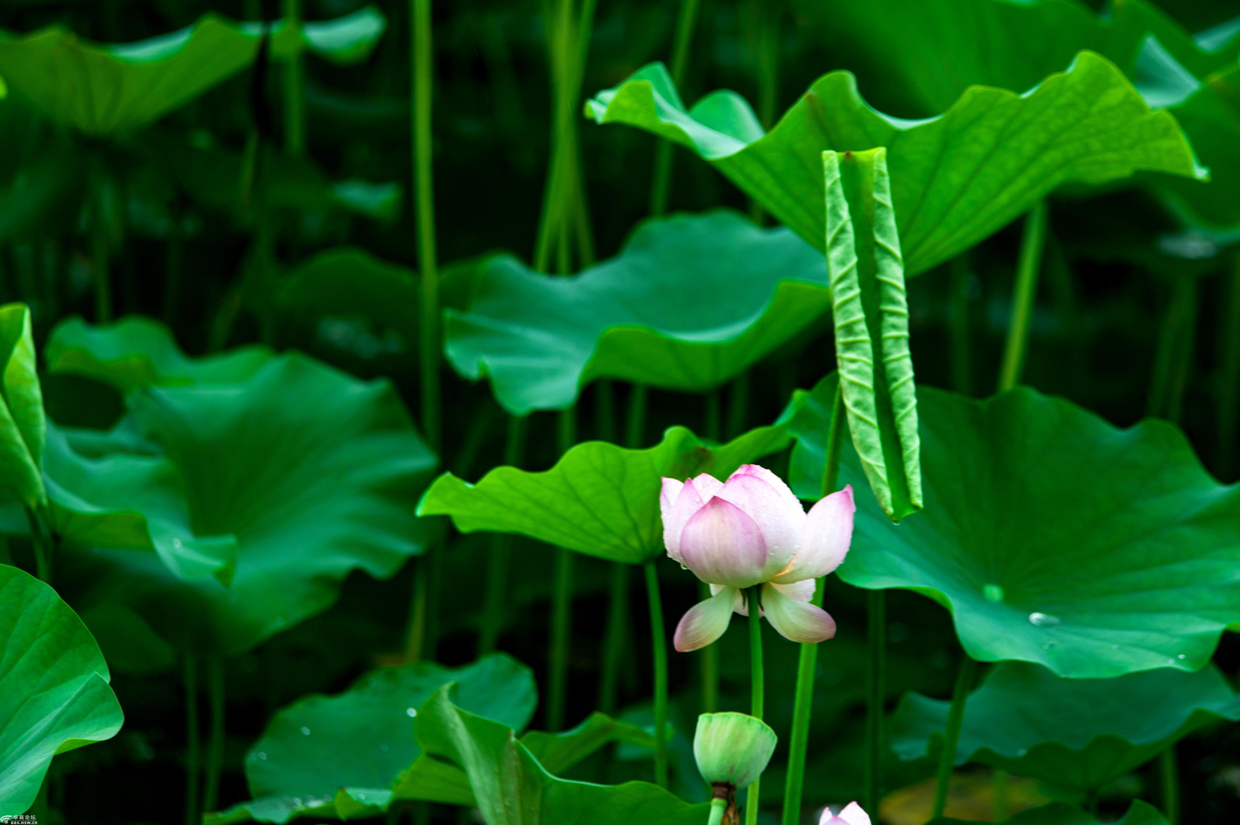 雨中丰庆公园荷花.