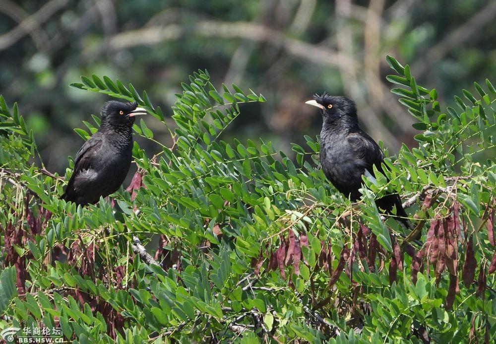 一对八哥鸟在湿地安家