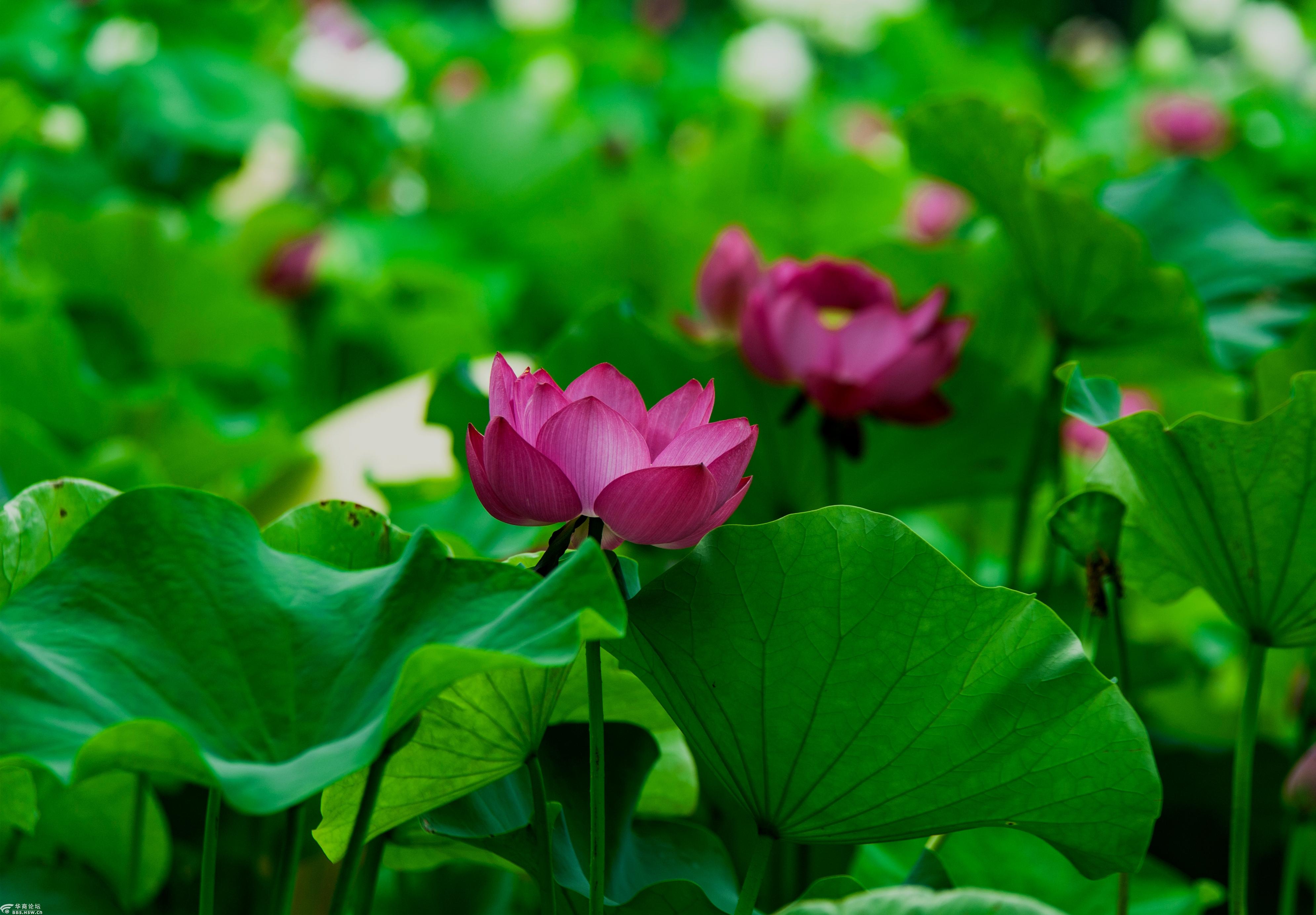 大唐芙蓉园荷花