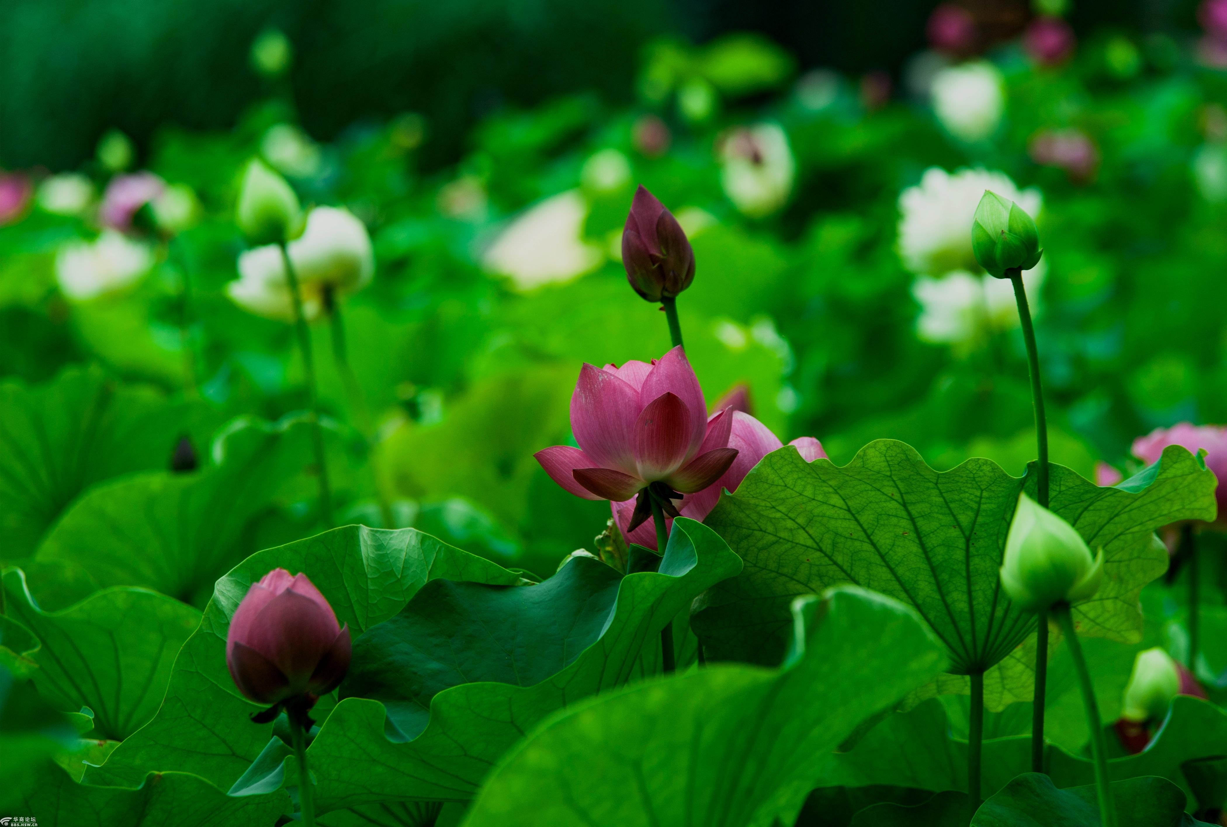 大唐芙蓉园荷花