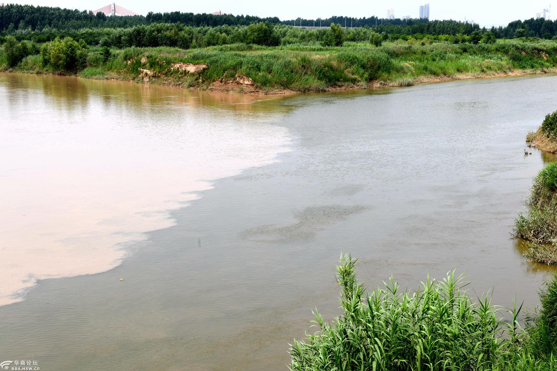 泾渭分明,互不相融 - 2020年夏至的渭河,泾河交汇处-全民乱拍-华商