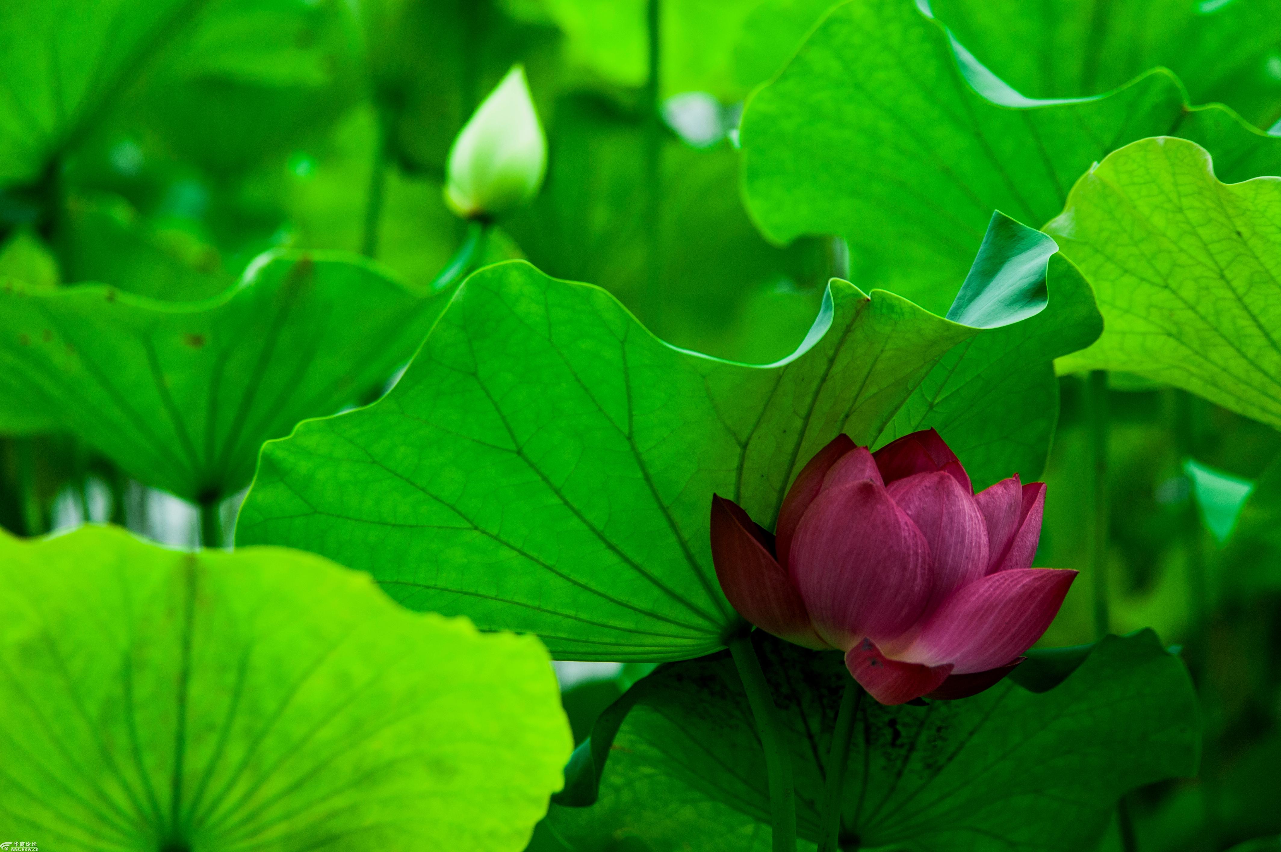 大唐芙蓉园荷花