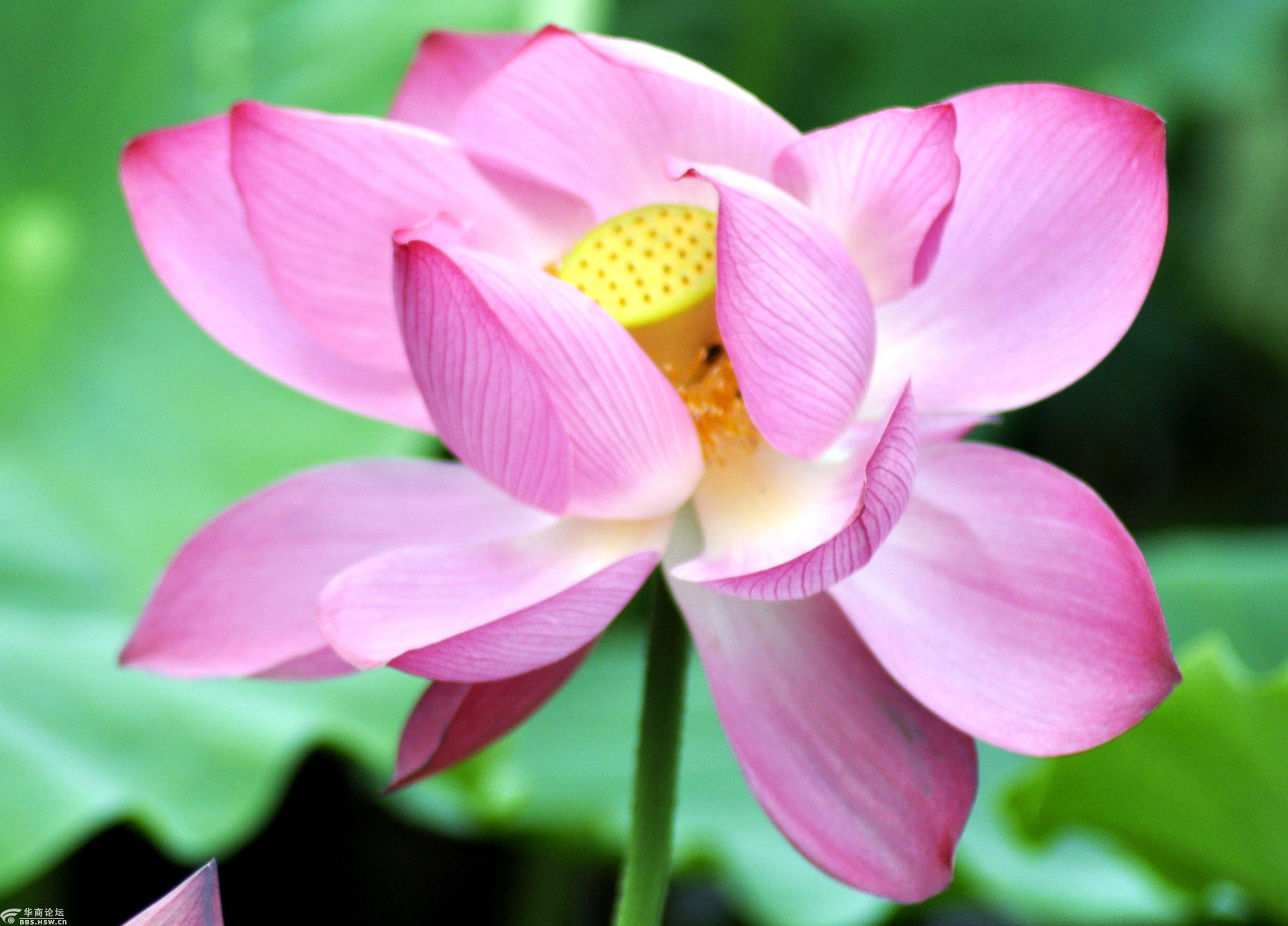 西安市灞桥湿地公园湖中盛开的芙蓉花景色.2020.6.26