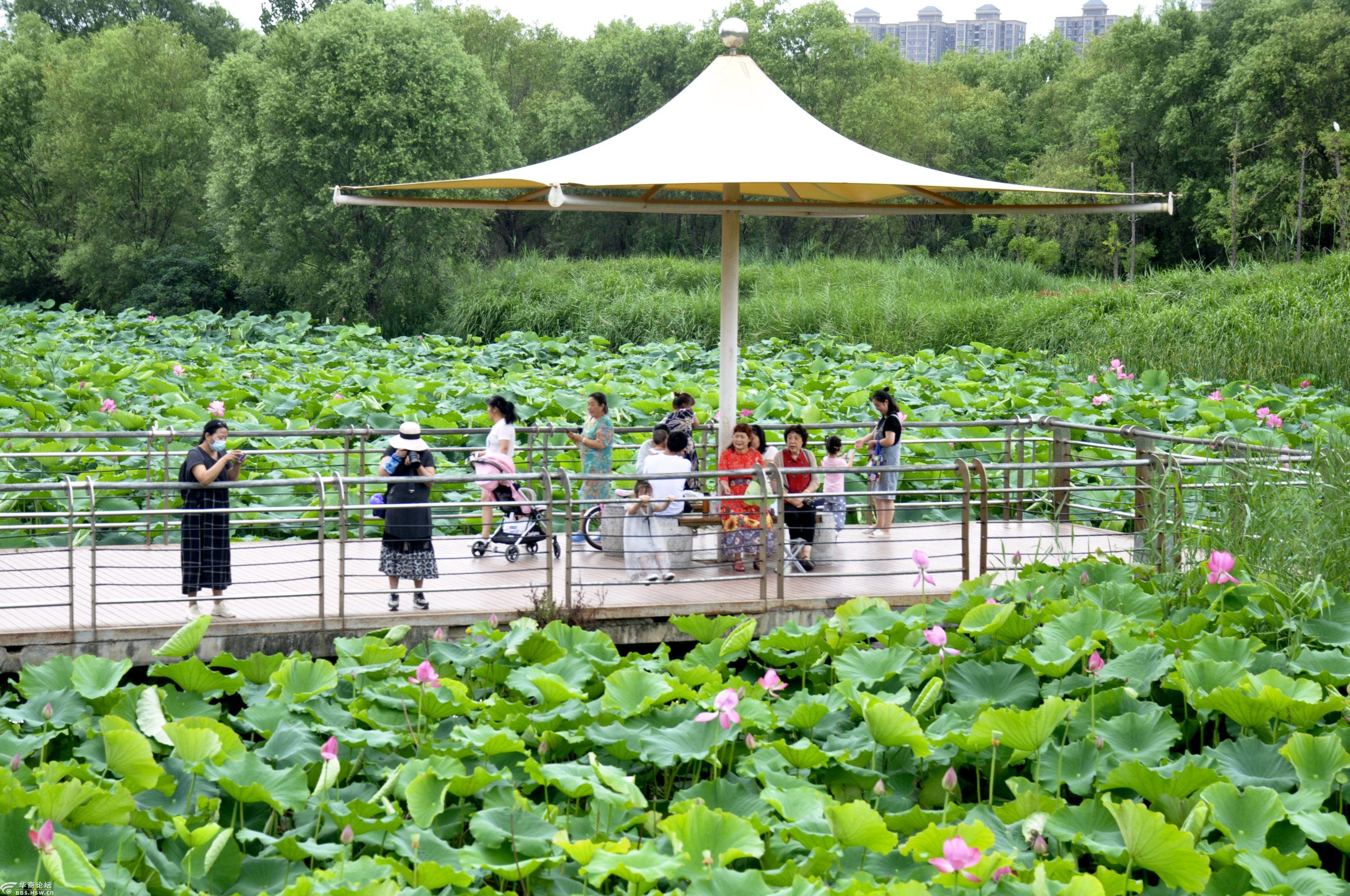 芙蓉红袖水中央, 灞桥湿地公园浪!