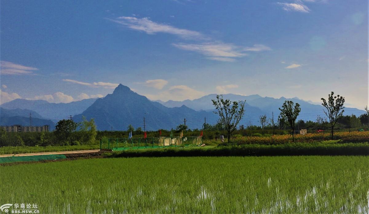 秦岭角下东大镇西大村向日葵地里观日落