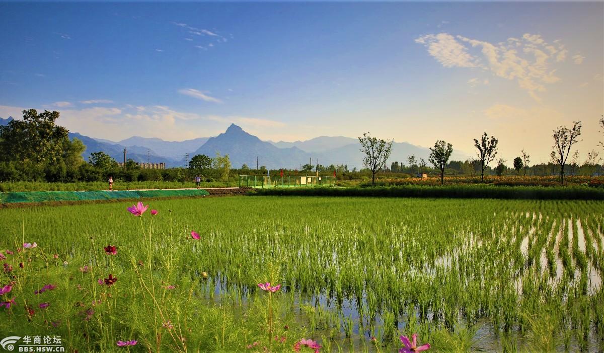 秦岭角下东大镇西大村向日葵地里观日落