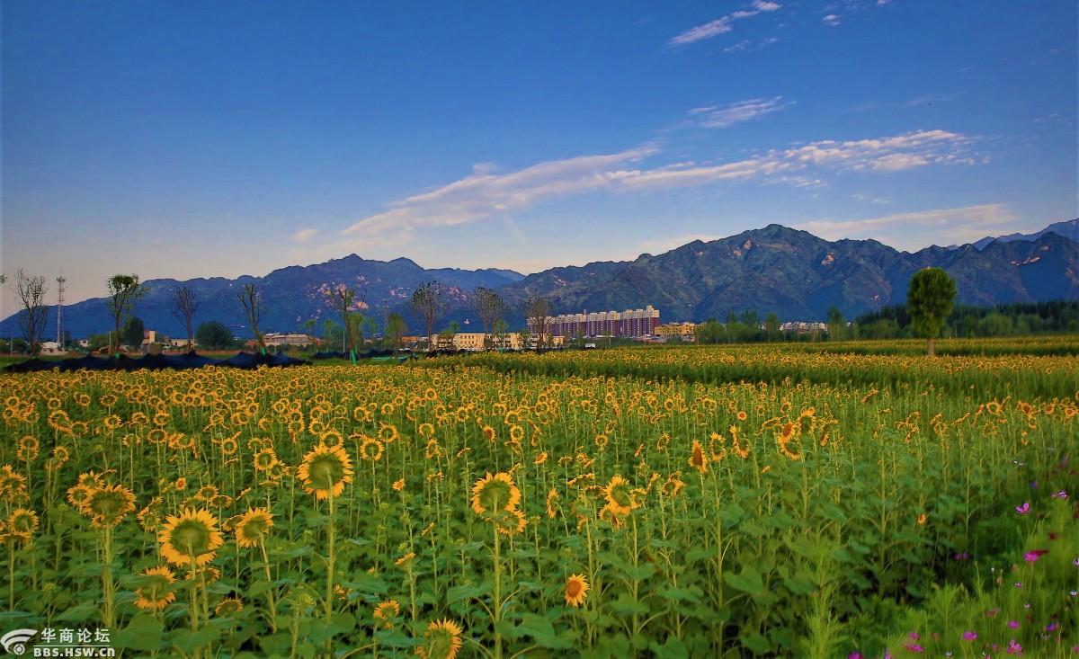 秦岭角下东大镇西大村向日葵地里观日落