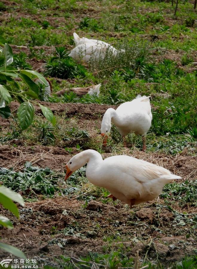 农民家养的鹅