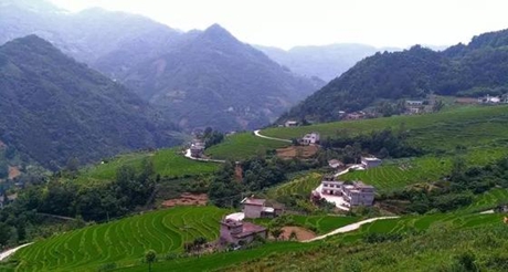 华商头条|茶园守望者