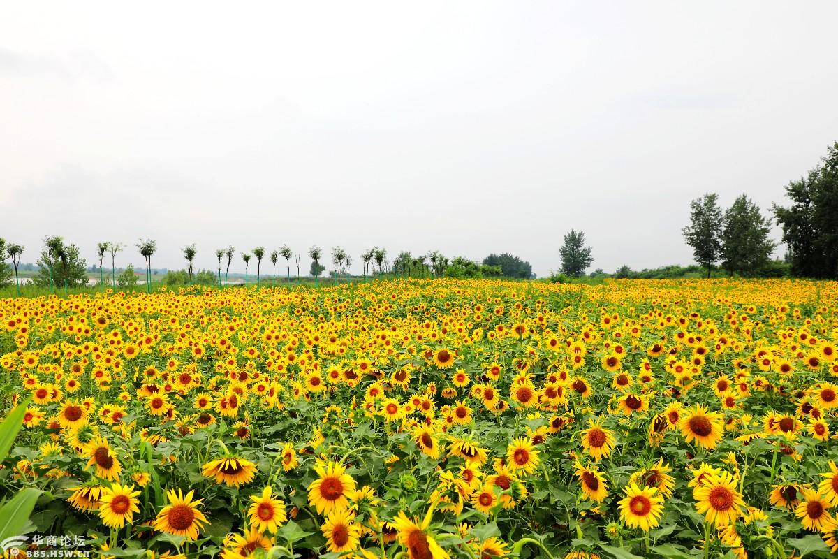 渭河岸边葵花海待到天好会再来