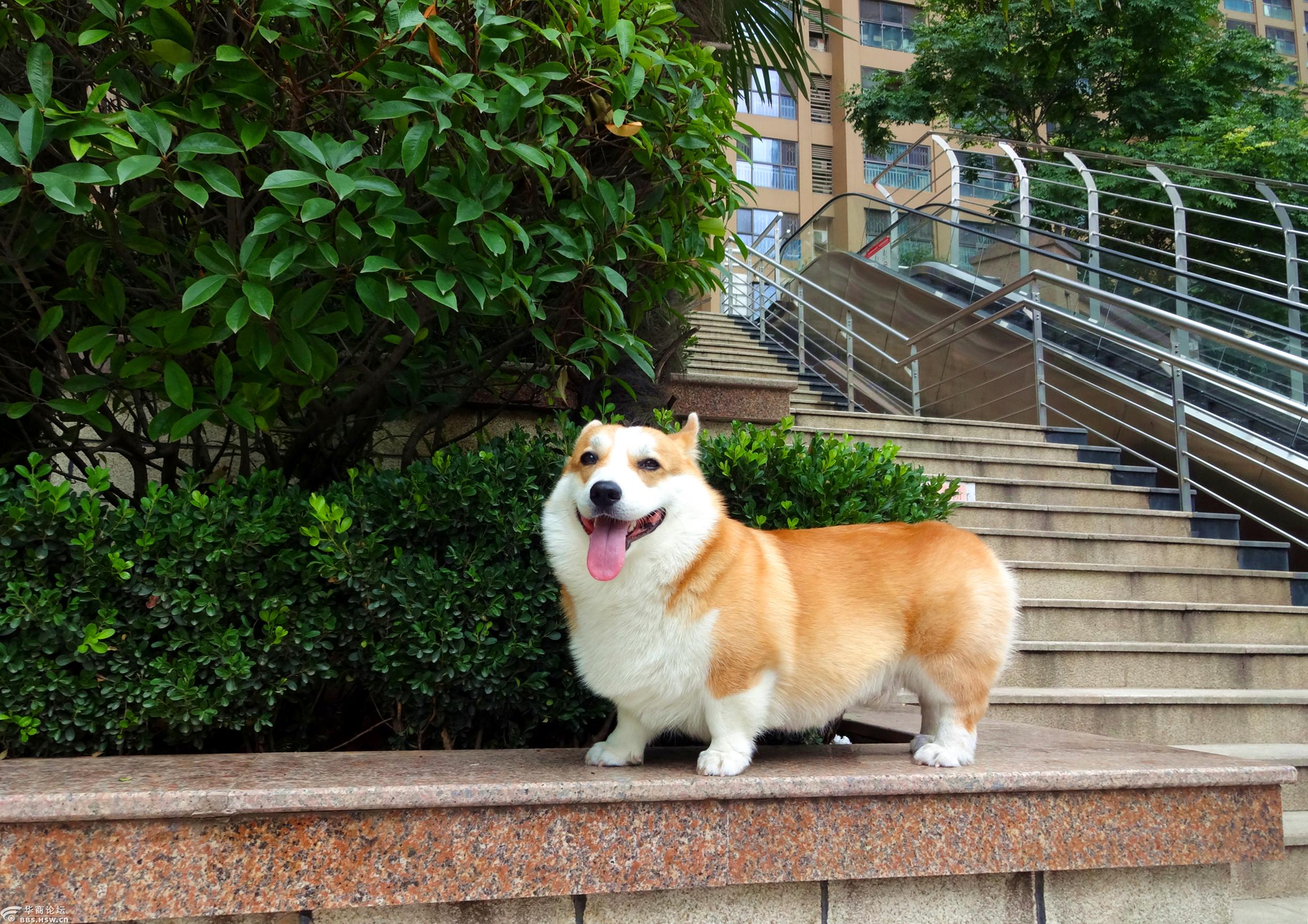 大黄旺旺柯基种公犬7月15日