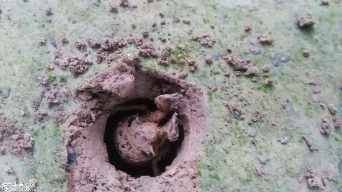 破土而出 金蝉脱壳 羽化变蝉