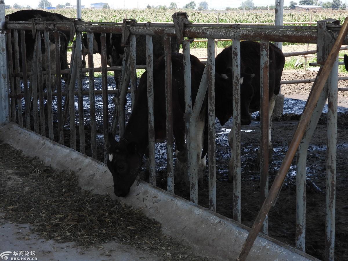实拍农民家庭奶牛养殖场!