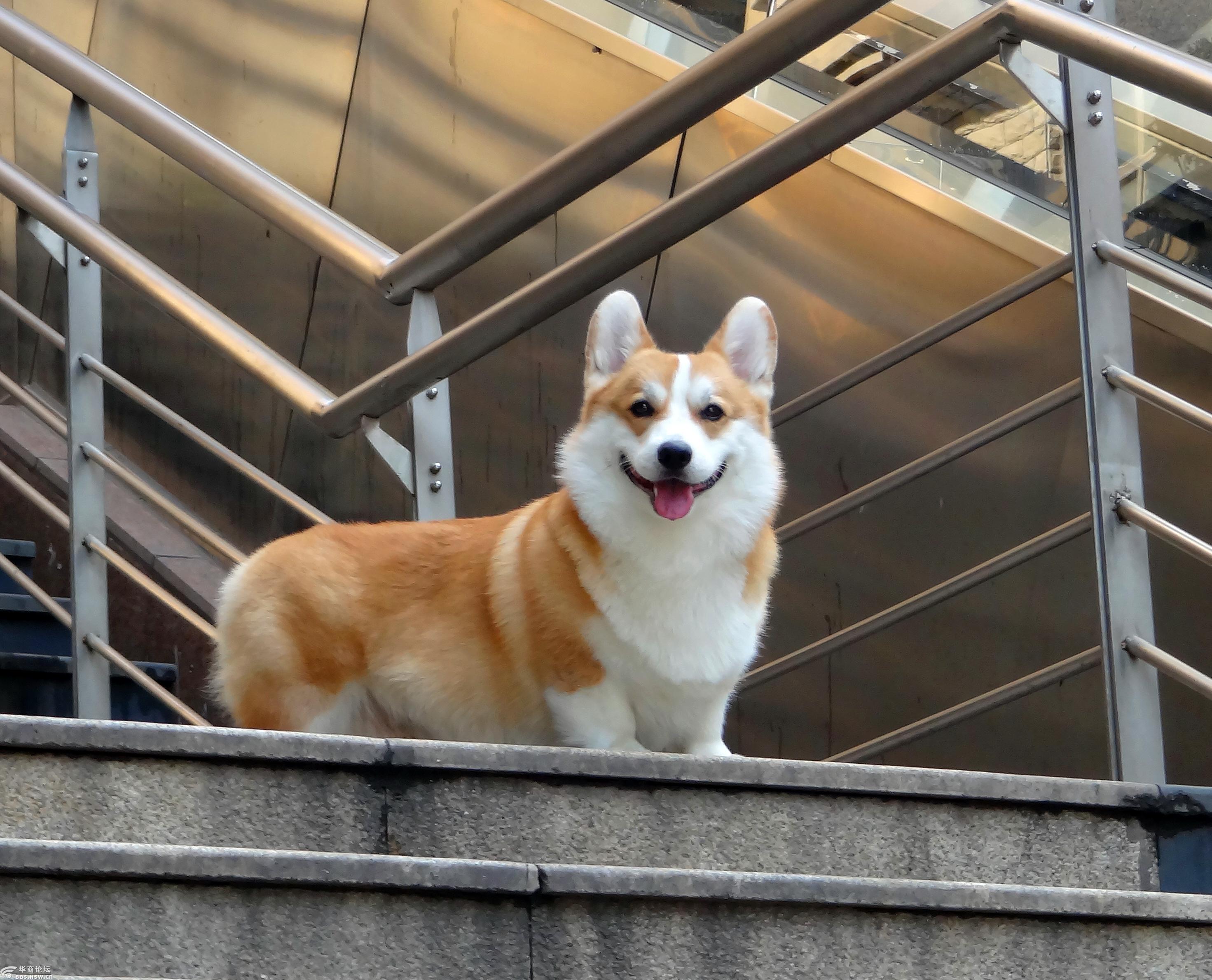 大黄旺旺柯基种公犬6月19日