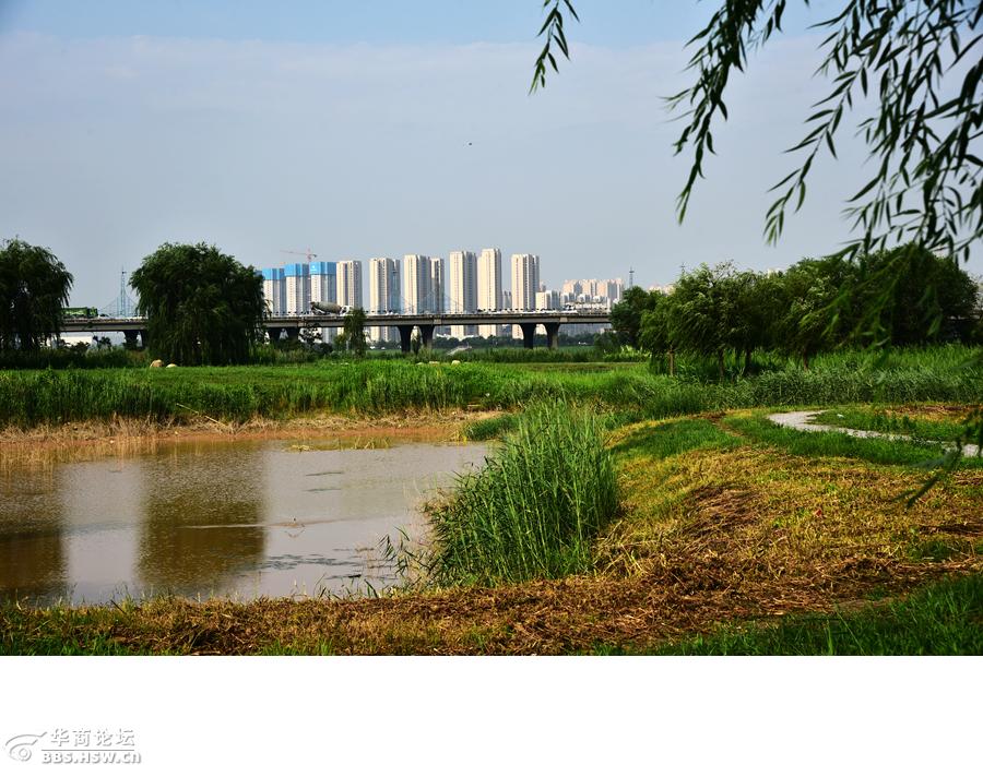 咸阳河堤路湿地公园图片