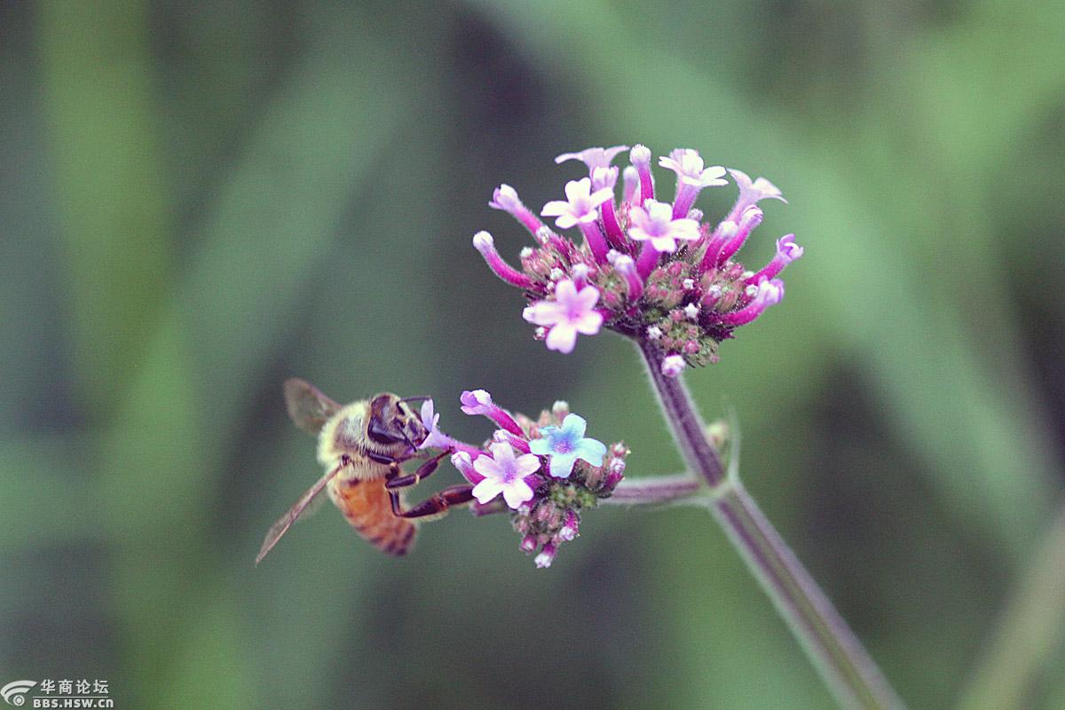 蜜蜂与马鞭草