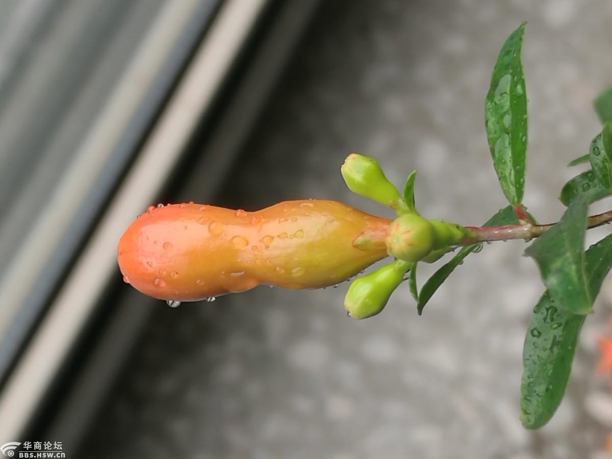 石榴花开点点红