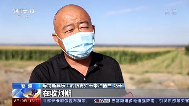 新疆万亩青贮玉米丰收 新型机械助力收割