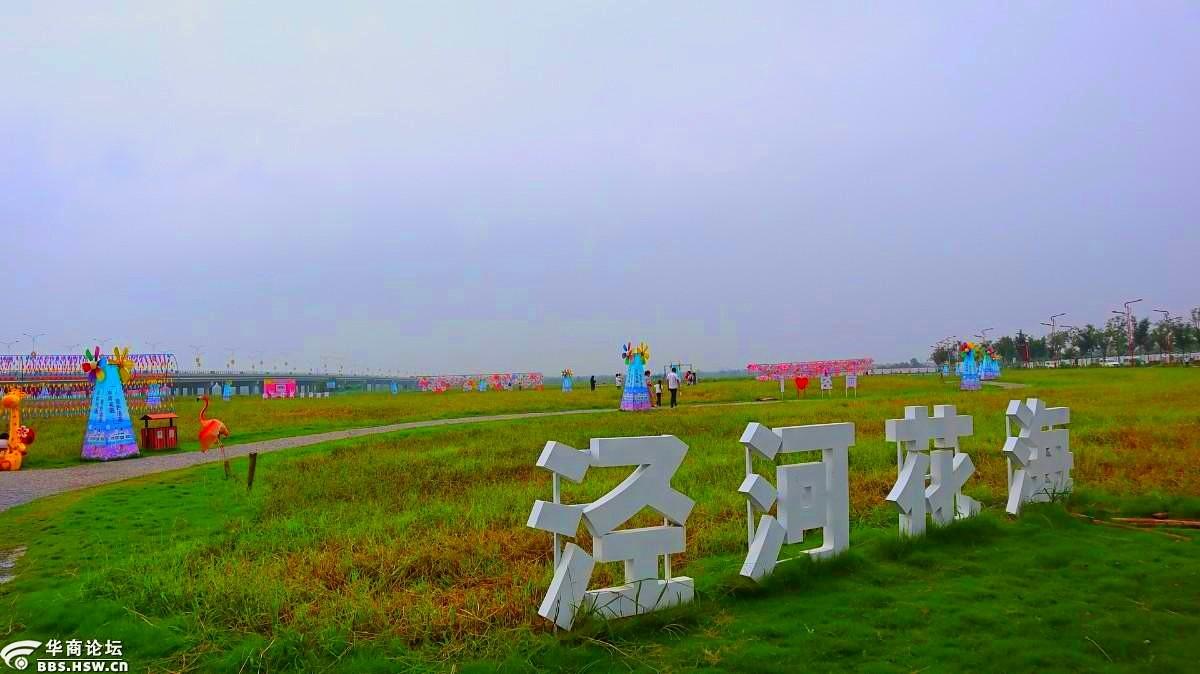 816泾河花海没有花樊村葵花已绽放