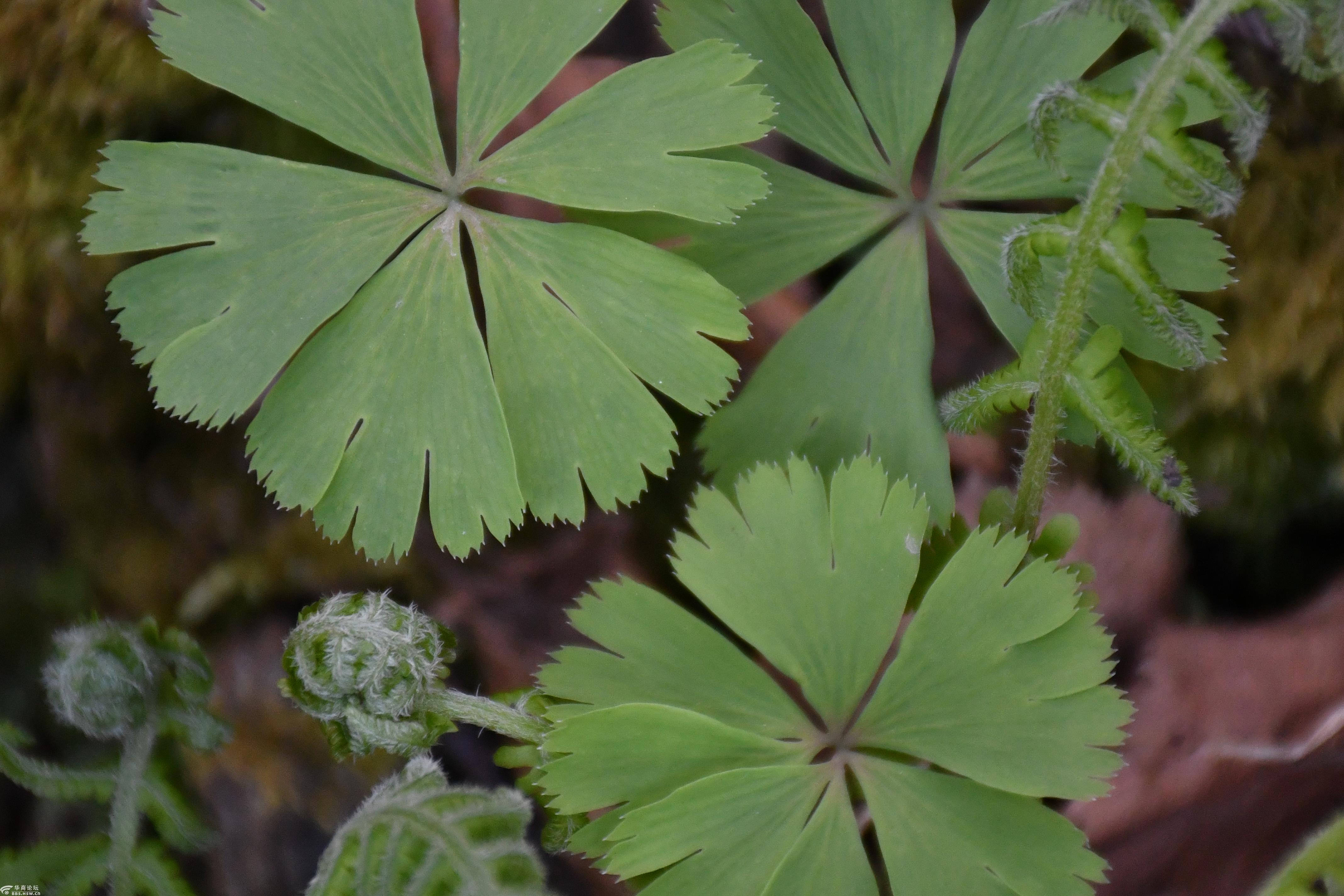 太白山惊现成片集群独叶草