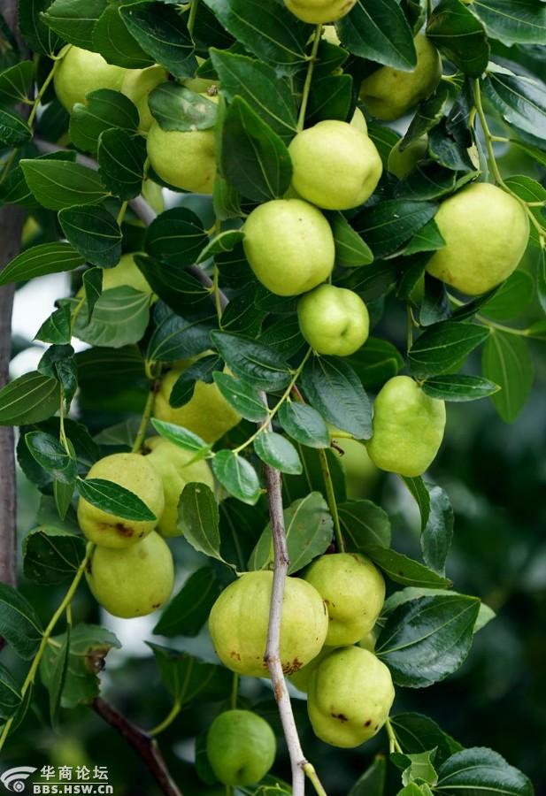 农家院门前梨枣果实累累