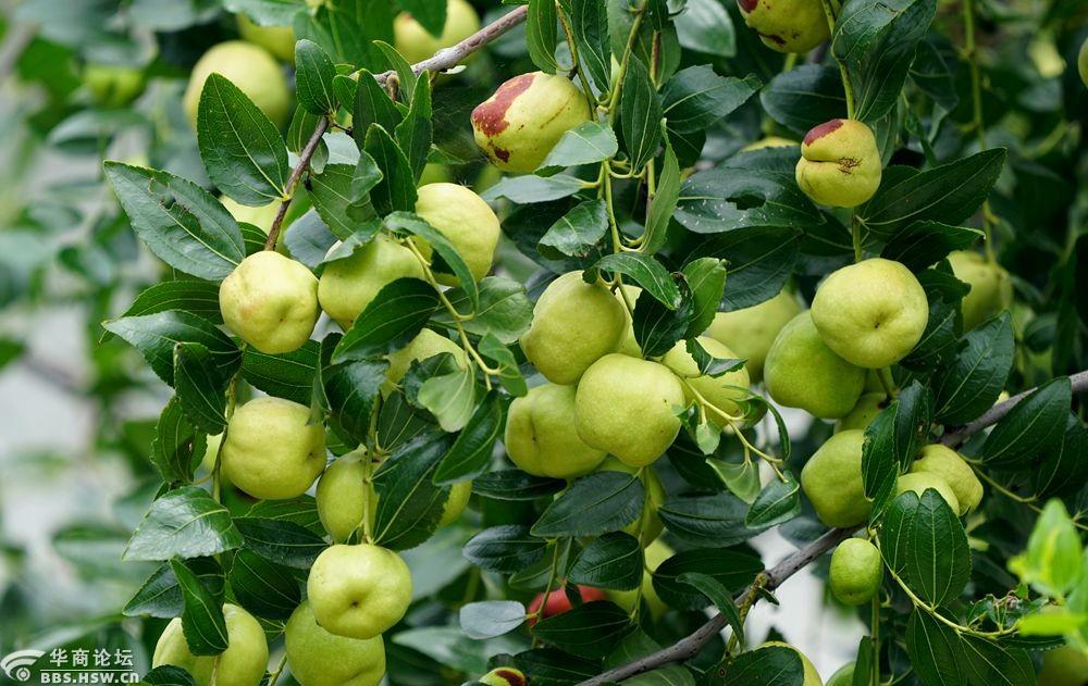 农家院门前梨枣果实累累