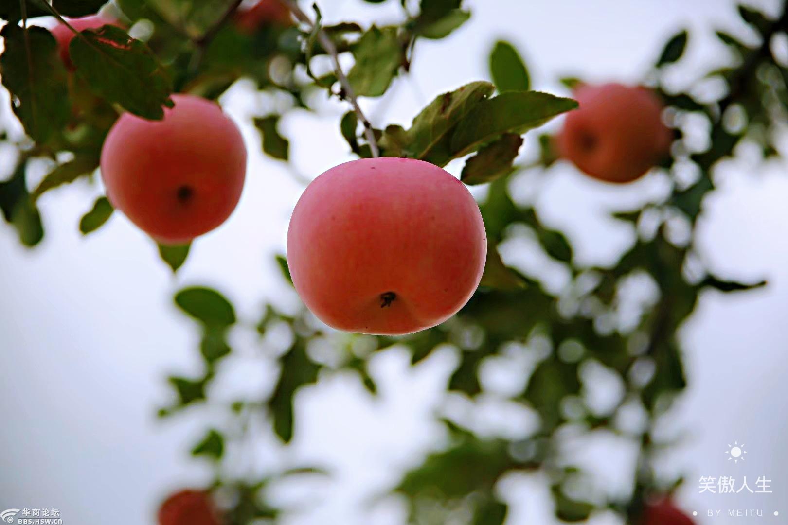 苹果红了的时候