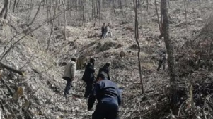 洛南一团伙滥伐242株栎类林木 三名嫌犯被警方抓获