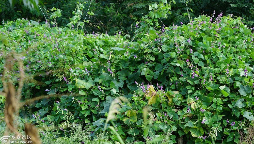 农家后院的刀刀菜!