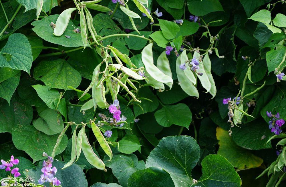 农家后院的刀刀菜!