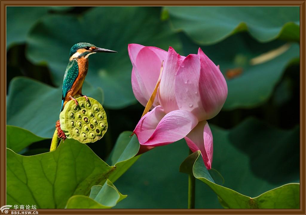 荷塘荷花翠鸟