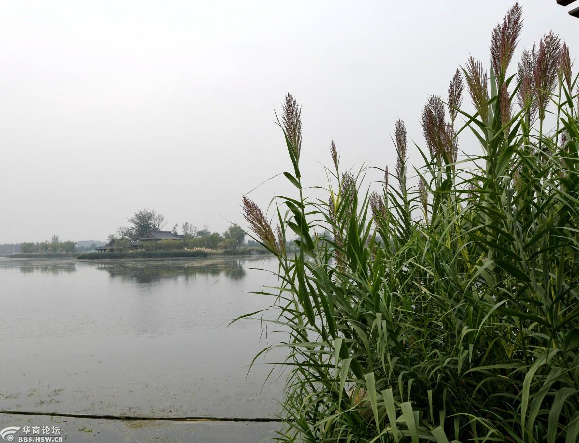 初秋西安市鄠邑区渼陂湖的芦苇和蒲苇-全民乱拍-华商论坛